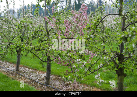 Cider apple trees growing in commercial orchard near Putley near Hereford Herefordshire England UK Stock Photo