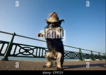 Cute unclipped Miniature Schnauzer dog standing on hind legs on a seaside promenade. Stock Photo