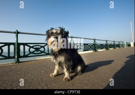 Cute unclipped Miniature Schnauzer dog  on a seaside promenade. Stock Photo
