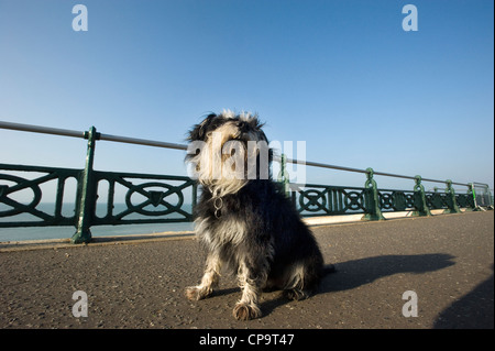 Cute unclipped Miniature Schnauzer dog enjoying sunshine on a seaside promenade. Stock Photo