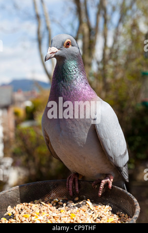 Racing pigeon, Columba livia, known as rock pigeon or rock dove, female blue on bird feeder seed tray, Wales, UK Stock Photo