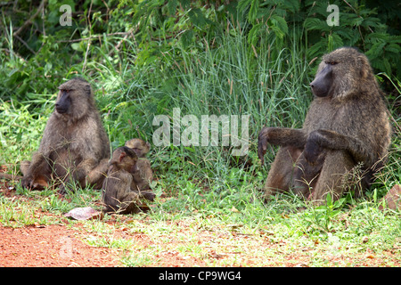 A family of olive baboons (Papio anubis) in Akagera National Park, Rwanda.