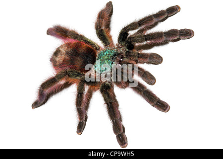 Antilles Pinktoe Tarantula, AKA the Martinique Red Tree Spider (Avicularia versicolor), the most BEAUTIFUL spider in the world! Stock Photo