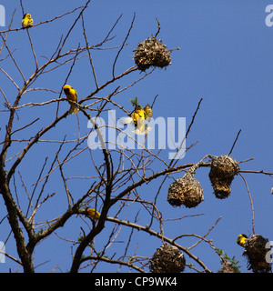 Speke's Weaver Birds (Ploceus spekei) nesting in Rwanda. Stock Photo