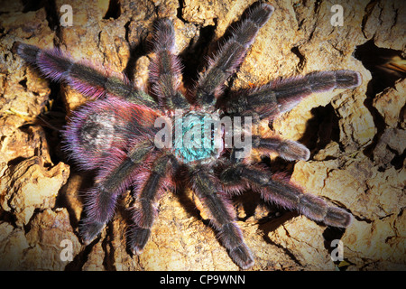 Antilles Pinktoe Tarantula, AKA the Martinique Red Tree Spider (Avicularia versicolor), the most BEAUTIFUL spider in the world! Stock Photo