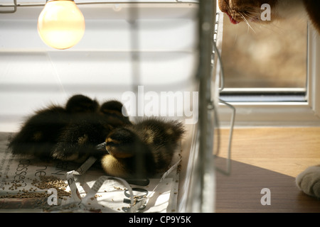 Mallard Anas platyrhynchos Three ducklings in a cage with a cat watching UK Stock Photo