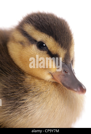 Mallard Anas platyrhynchos Single duckling portrait in a Studio UK Stock Photo