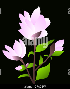 Pink magnolia flowering plant illustration on black background Stock Photo