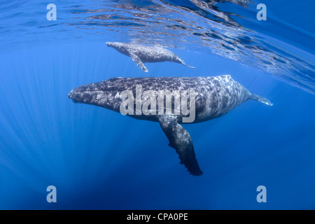 Mom and calf humpback whales off Maui, Hawaii. Stock Photo