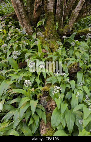 wild garlic ramsons Allium ursinum; Stock Photo