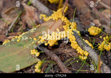 Yellow slime mould (mold) fruiting bodies Stock Photo