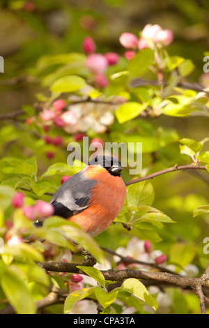 Male Bullfinch in crab apple tree, England, UK Male Bullfinch in crab apple tree, England, UK