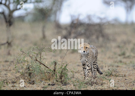 Cheetah walking in rain. Stock Photo