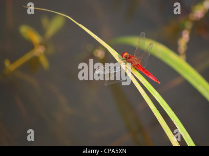 Red dragonfly / Crocothemis erythraea