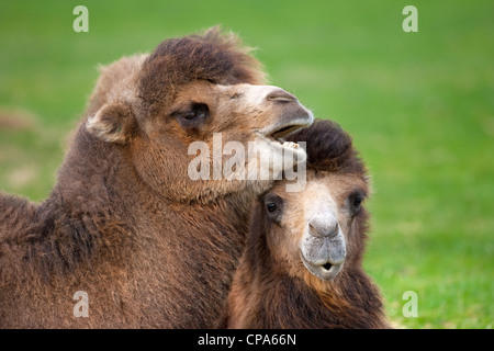 Bactarian Camels Camelus bactrianus adult and young Stock Photo