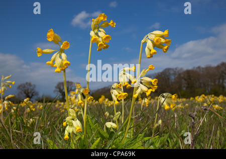 Cowslips Primula veris growing in an organic hay meadow west Norfolk Stock Photo