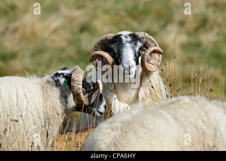 Black Faced Sheep, rams Stock Photo