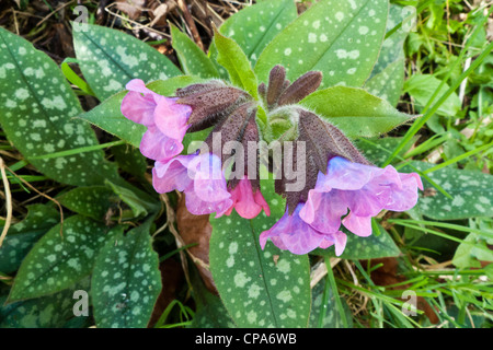 Lungwort (Pulmonaria officinalis) Stock Photo