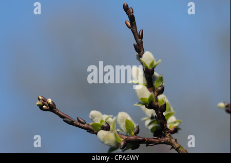 Halberd Willow (Salix hastata) Wehrhahnii, with catkins Stock Photo
