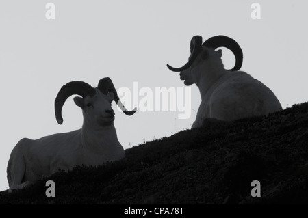 Dall Sheep (Ovis dalli) Rams Denali National Park, Alaska Stock Photo