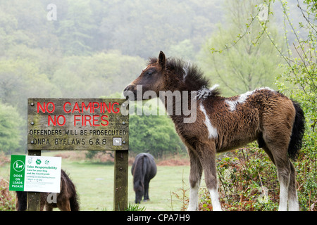 Dartmoor horse foal next to no camping fires sign. Dartmoor national park , Devon, England