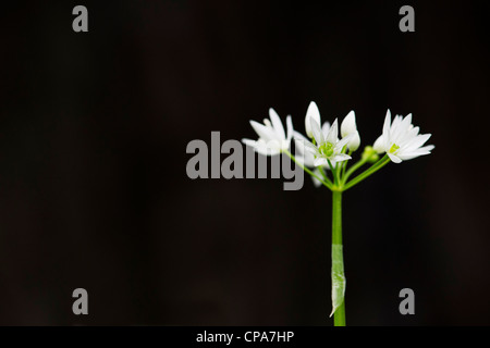 Allium ursinum. Ramsons. Wood Garlic / Wild garlic flowers against dark background Stock Photo