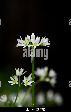 Allium ursinum. Ramsons. Wood Garlic / Wild garlic flowers against dark background Stock Photo
