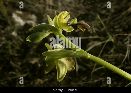 Picture: Steve Race - The Sombre Bee Orchid (Ophrys fusca) growing in Catalunya, Spain. Stock Photo