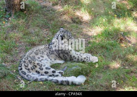Snow leopard lying on the ground in a zoo Stock Photo