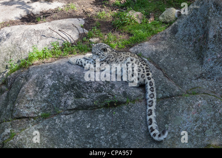 Snow leopard lying on the ground in a zoo Stock Photo