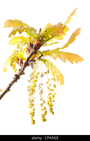 Flowers or catkins of pedunculate oak(Quercus pedunculata = Quercus robur). Stock Photo