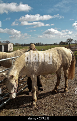 Farrier attending horse in Blaxhall village in April in Suffolk United Kingdom Stock Photo