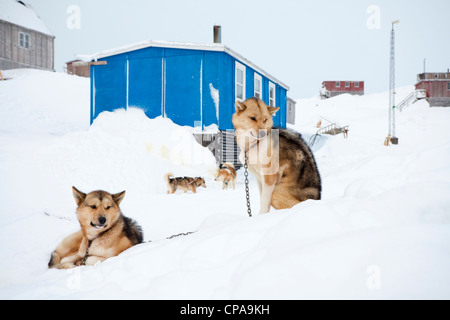 Husky dogs in the village of Kulusuk, Greenland Stock Photo