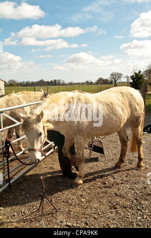 Farrier attending horse in Blaxhall village in April in Suffolk United Kingdom Stock Photo