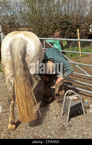 Farrier attending horse in Blaxhall village in April in Suffolk United Kingdom Stock Photo