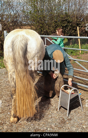 Farrier attending horse in Blaxhall village in April in Suffolk United Kingdom Stock Photo