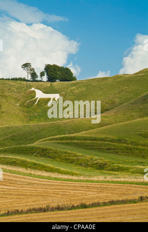 white chalk horse figure at Cherhill  down Wiltshire England UK GB EU Europe Stock Photo