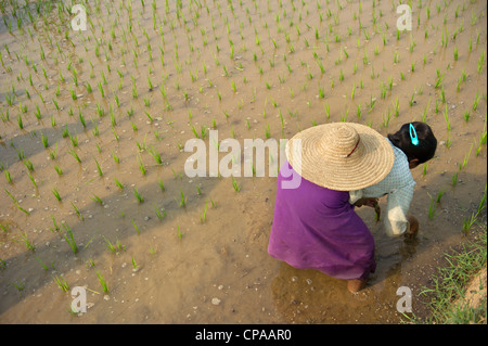 Woman planting rice in Shan, Myanmar Stock Photo
