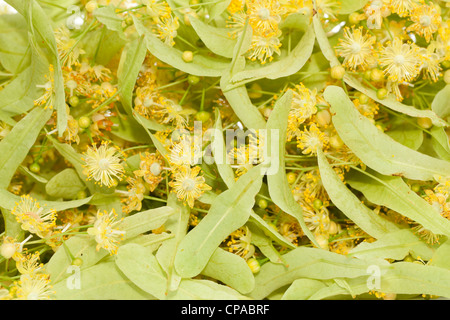 fresh flower with of linden tree as background Stock Photo