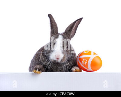Cute easter rabbit peeking behind a banner (isolated on white) Stock Photo