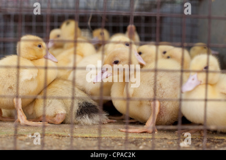 little ducks trapped in a cage to sell in the market Stock Photo