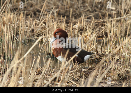 Ferruginous Duck (Aythya nyroca). Aka Ferruginous Pochard. Stock Photo