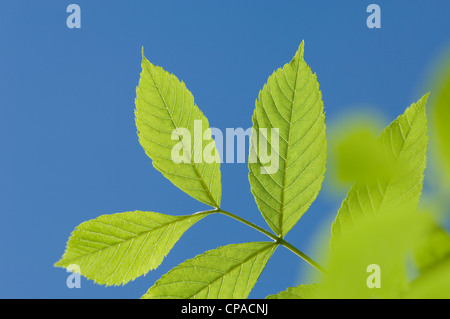 Fresh spring leaves against a clear blue sky. Stock Photo
