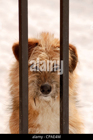 Dog behind the fence Stock Photo