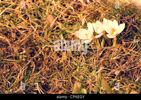 First signs of spring Stock Photo