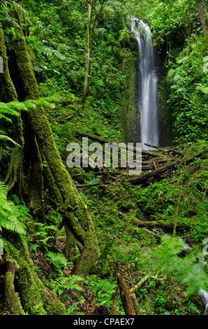 Waterfall at cloud forest, La Amistad international park Stock Photo