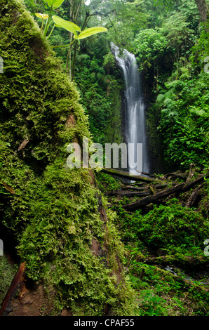 Waterfall at cloud forest, La Amistad international park Stock Photo