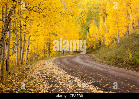 USA, Colorado, Uncompahgre National Forest. Autumn-colored aspen trees  line a forest road Stock Photo