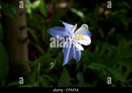 Colorado Blue Columbine (Aquilegia coerulea), the State Flower of Colorado. Stock Photo