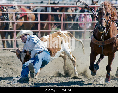 USA, Montana, Crow Agency. Participant in the rodeo held during the annual Crow fair. Stock Photo